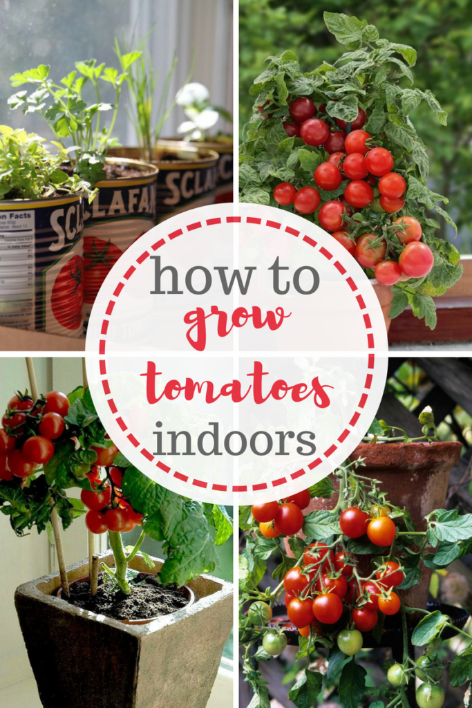 My Blog HOW TO GROW TOMATOES INDOORS