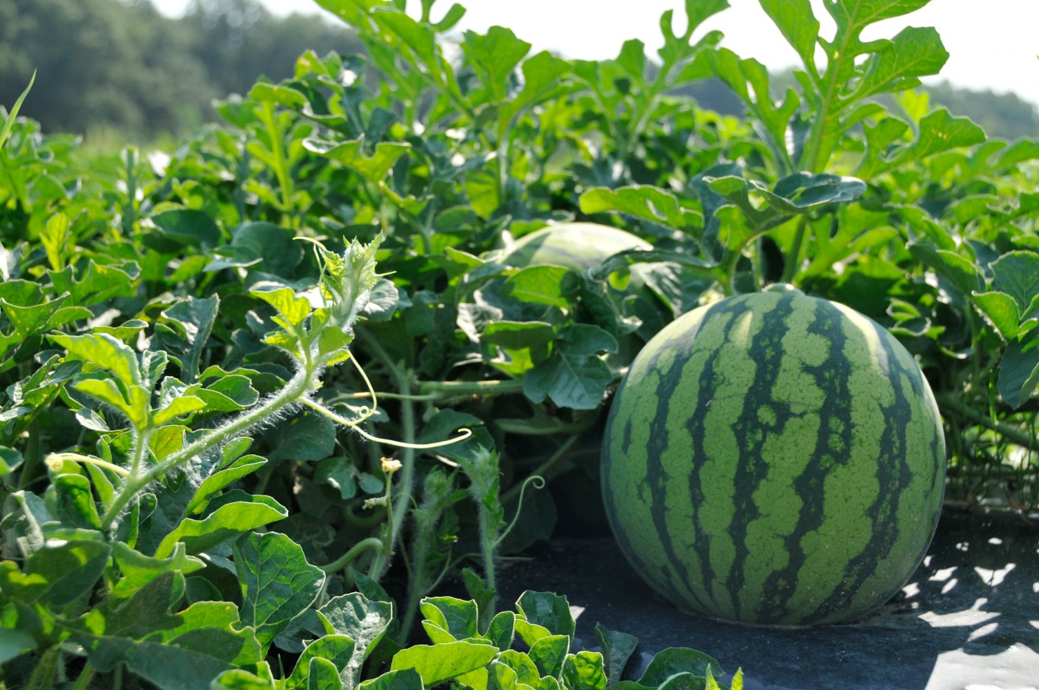How to Growing and Harvesting Watermelon