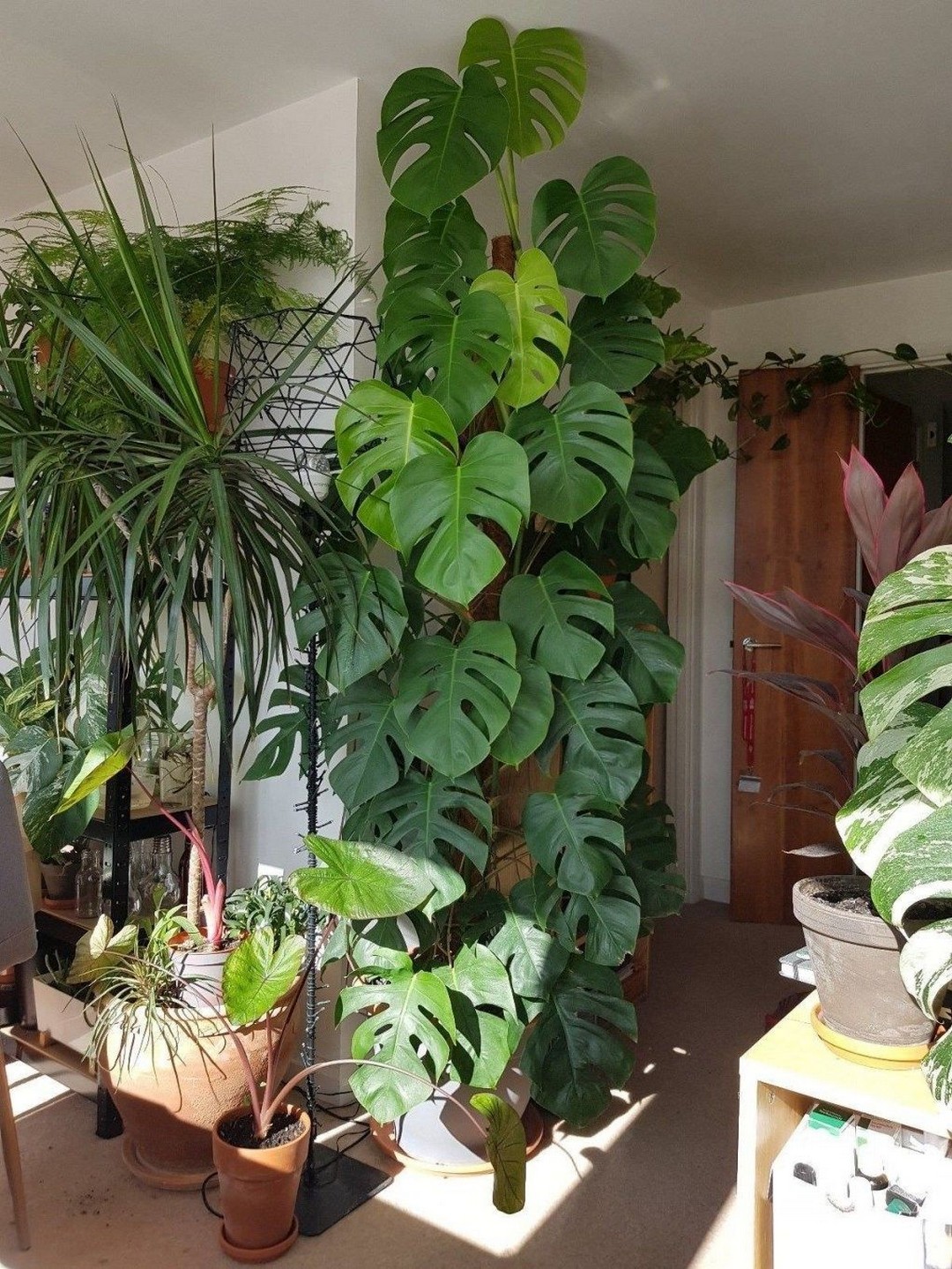 Indoor Plant Ideas That’ll Instantly Breathe Life Into Your Home