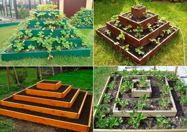 Making a strawberry pyramid: 5 projects with simple instructions for ...