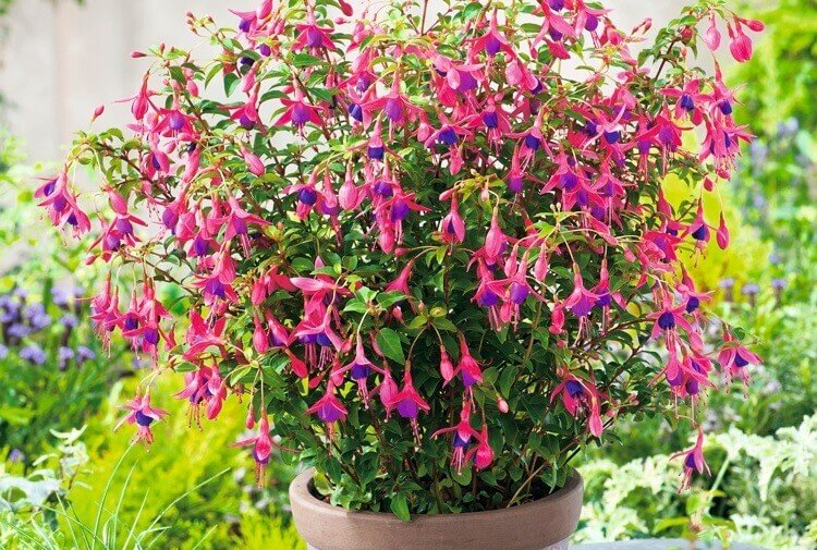 Perennial fuchsia will become your favorite ornamental plant this summer! Here are the most rustic and pretty varieties