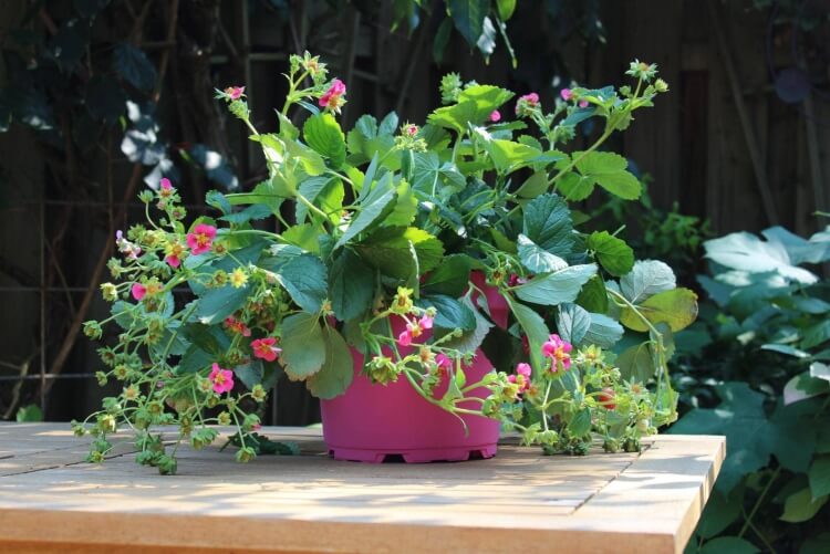 What is the maintenance-free outdoor potted plant that will enhance your terrace, patio or balcony?